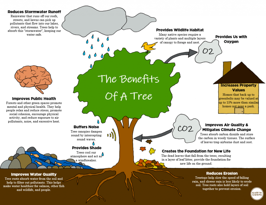 The Benefits Of A Tree 1024x790 