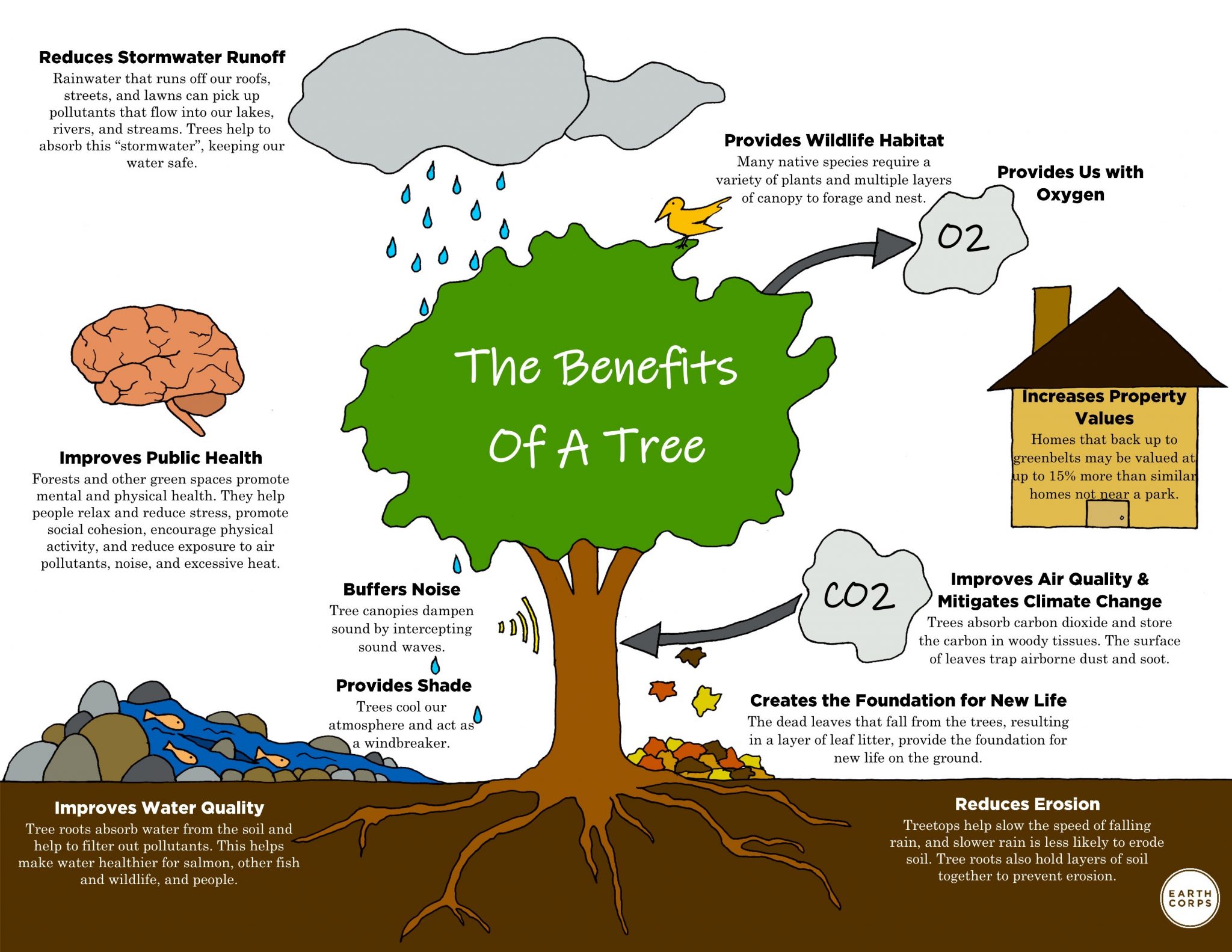 The benefits of a Tree EarthCorps